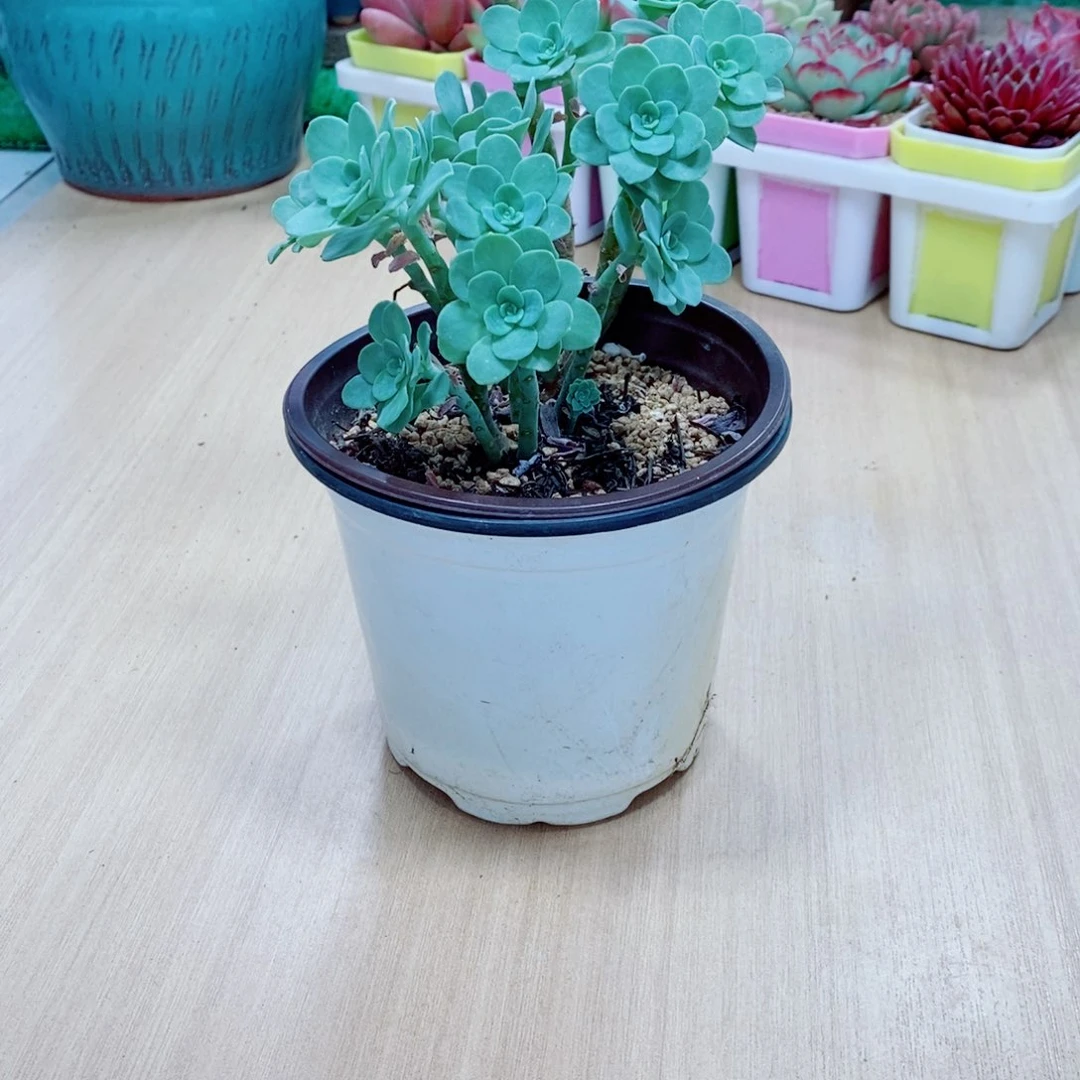 无花朵多肉植物薄化妆120