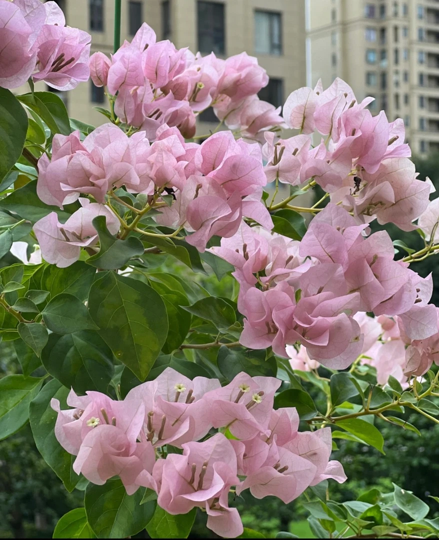 暗斑丽人三角梅稀缺品种 飘枝垂吊爬藤懒人新手好养开花