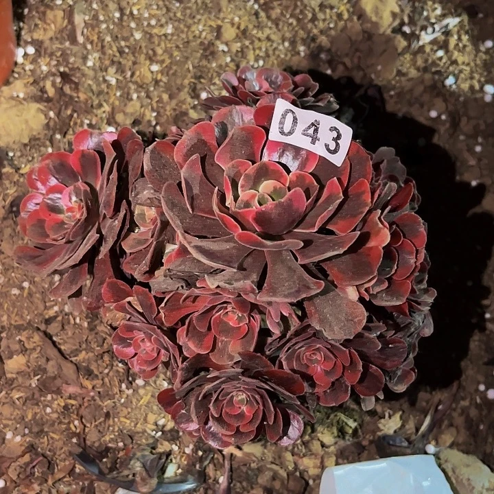 043爱神多肉植物不售后