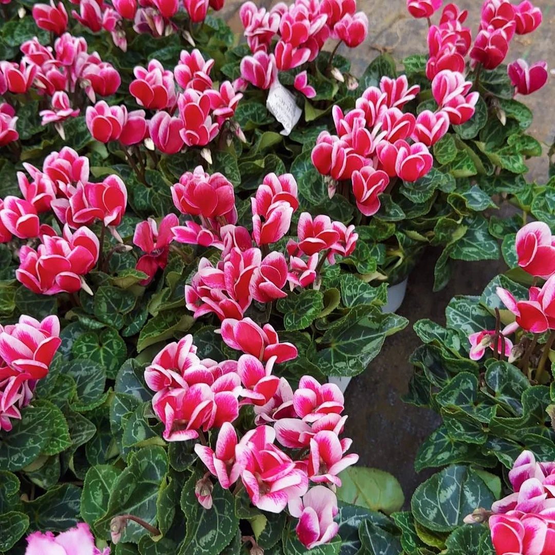 完全开放紫梦幻仙客来