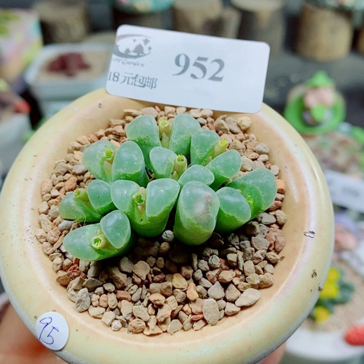 生石花花花花花花花952