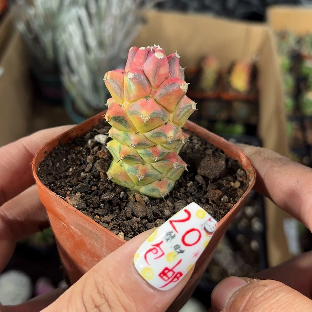 将军阁锦单头发货有根发货