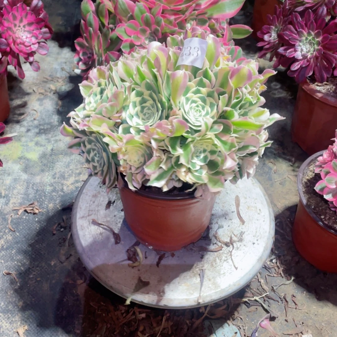 多肉植物白凤233