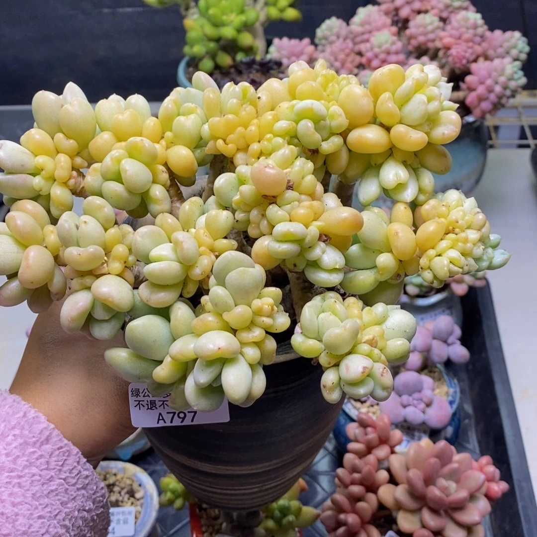 797比尔盖茨多肉12c m