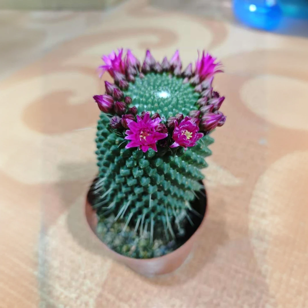 满18包邮 （实生白珠）