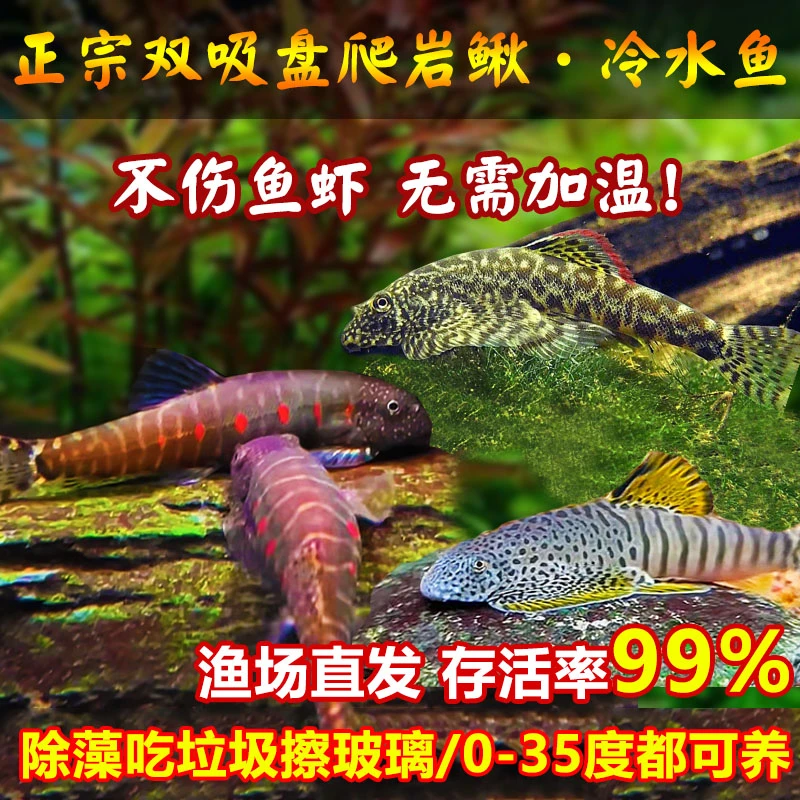 吸鳅鱼爬岩鳅冷水不加温清道夫原生鱼鱼缸清洁鱼除藻吃垃圾擦玻璃