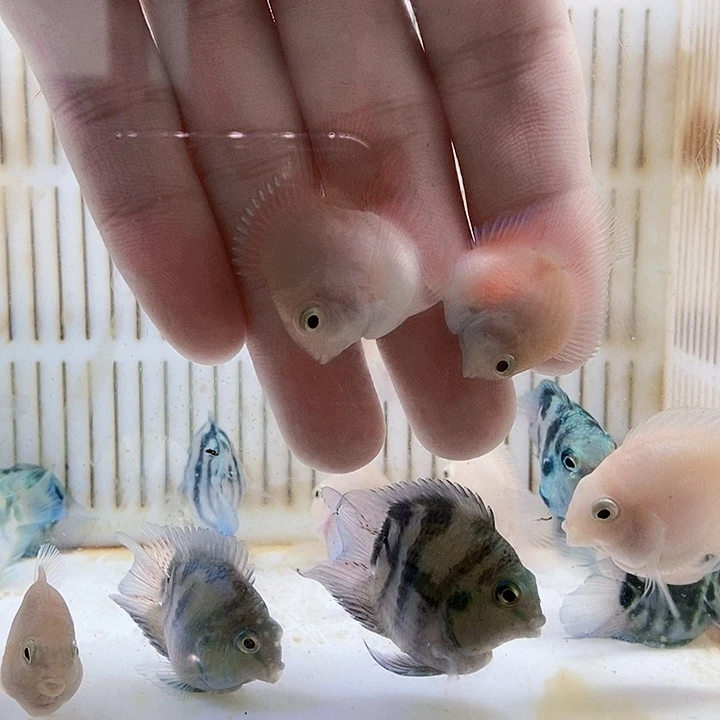 鹦鹉鱼立蛋体超缩桃心胭脂粉一对包基因