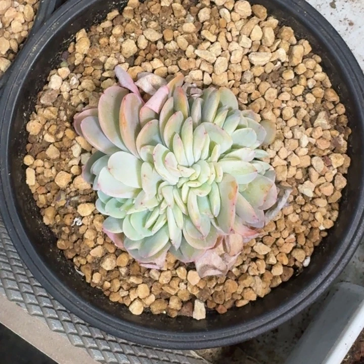 白凤缀化 一物一拍