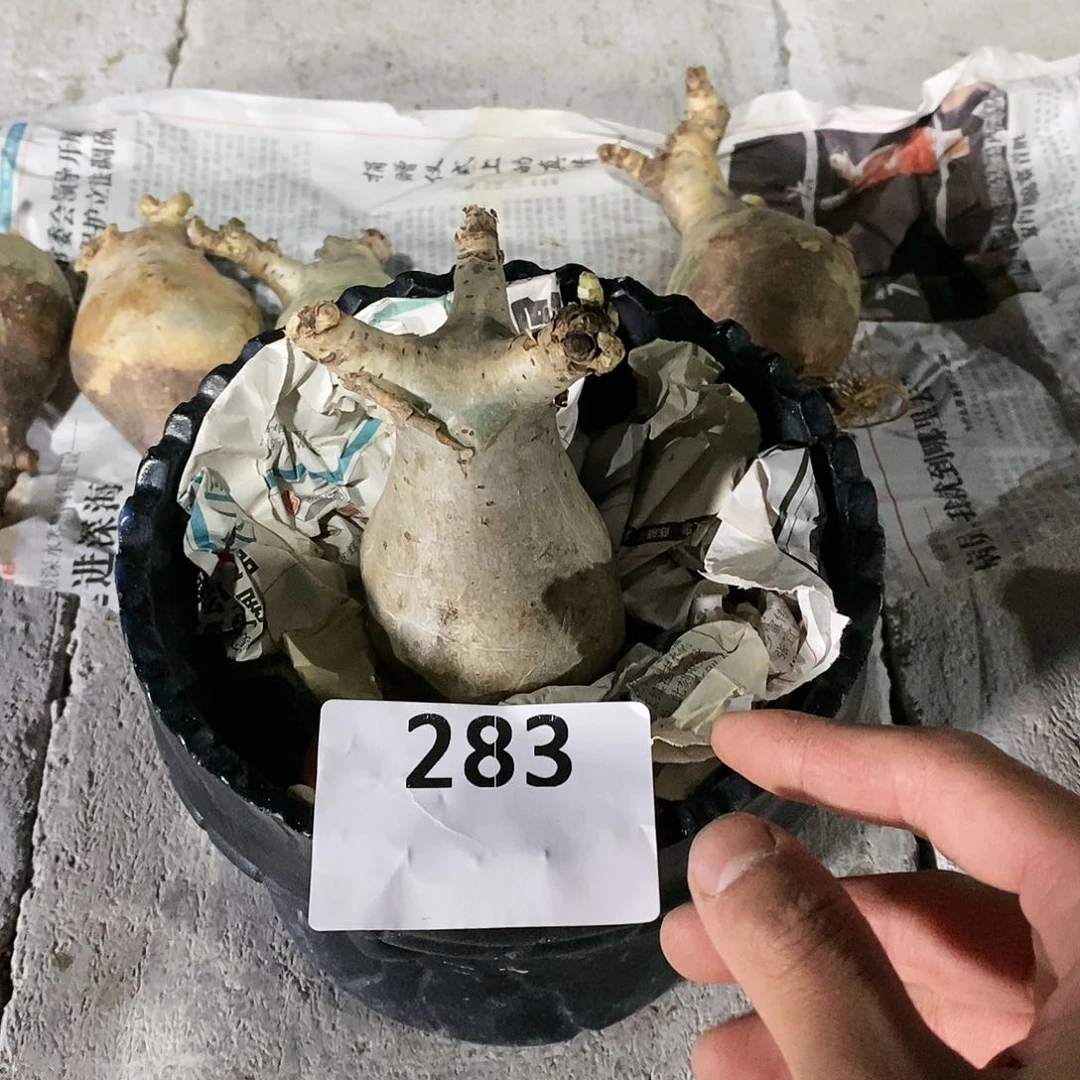 【闪购商品】月***光283