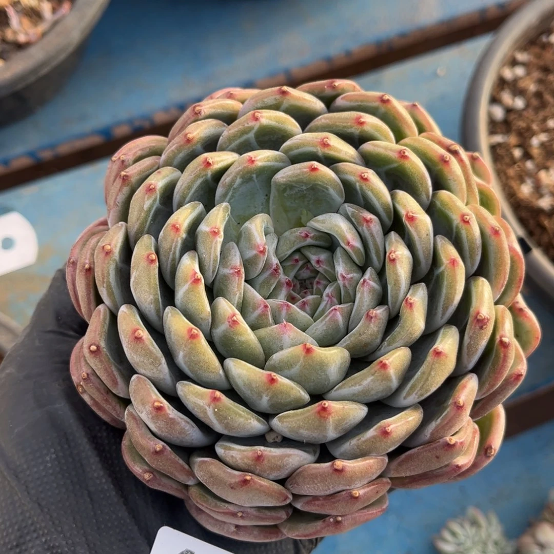 茶***香686号新疆西藏内蒙古不包邮