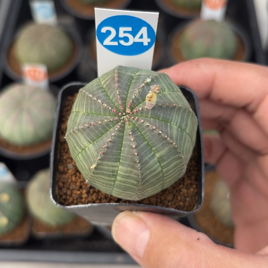 254欧版布纹球带盆带土