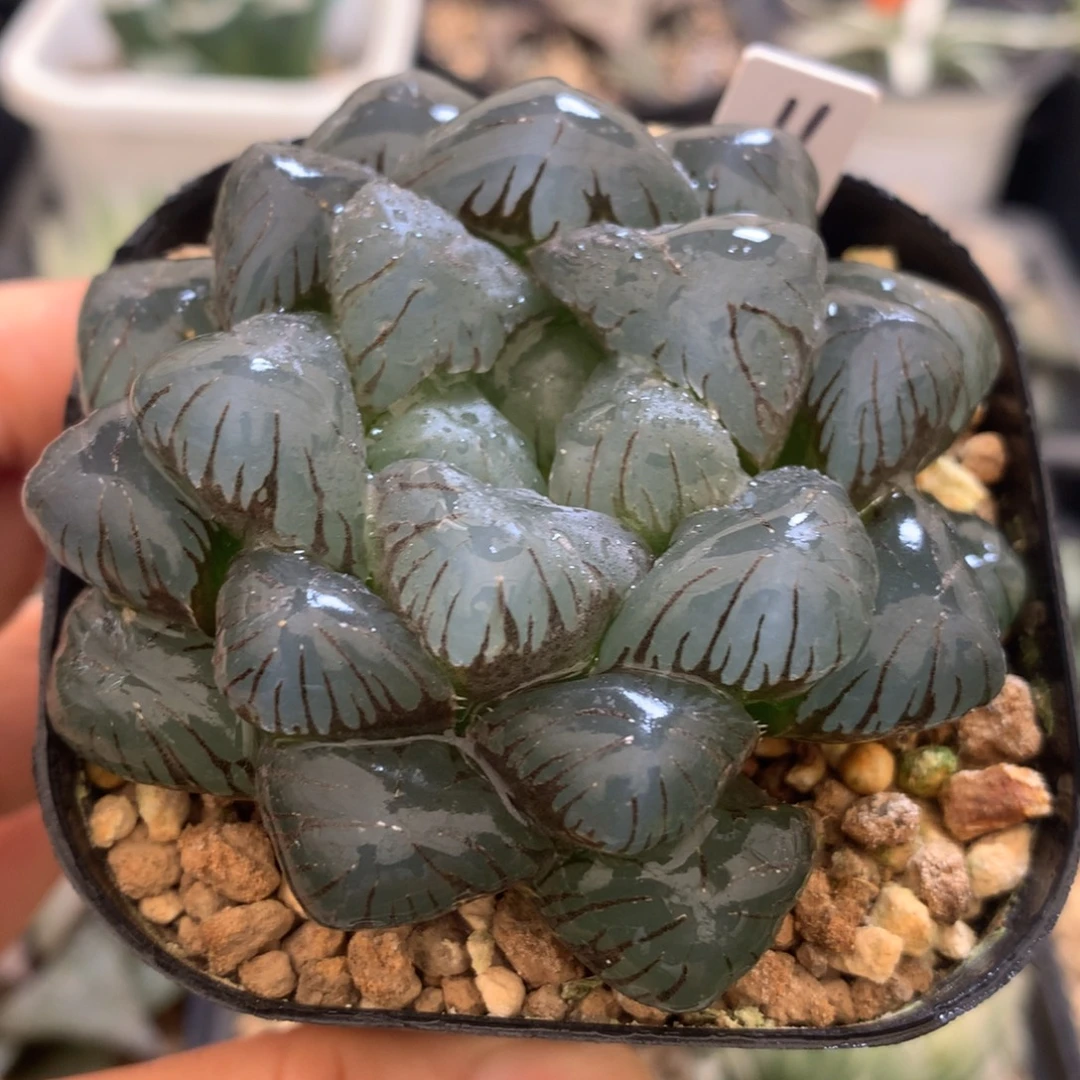 孔明灯玉露，带盆发货