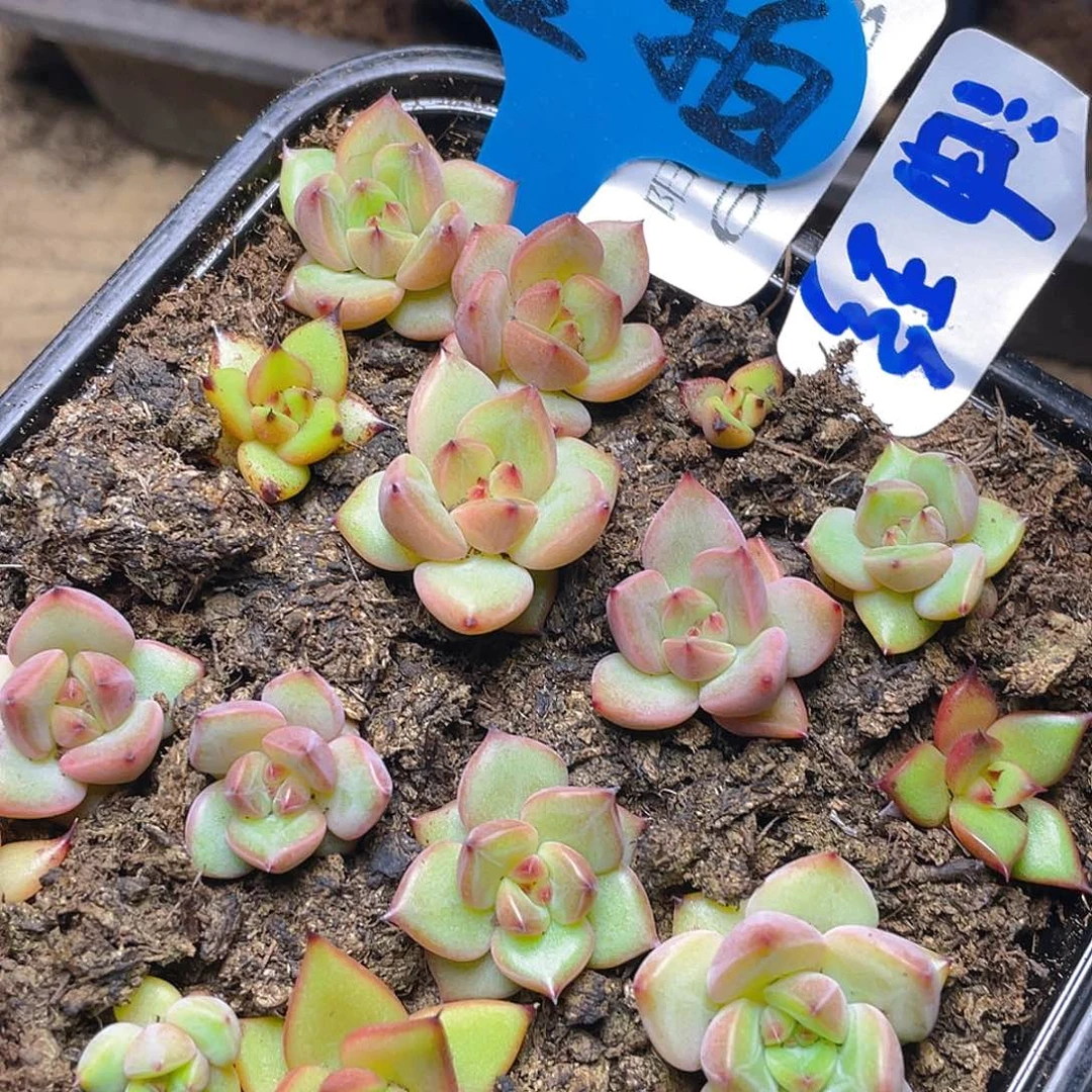 量拍多肉植物多肉植物623