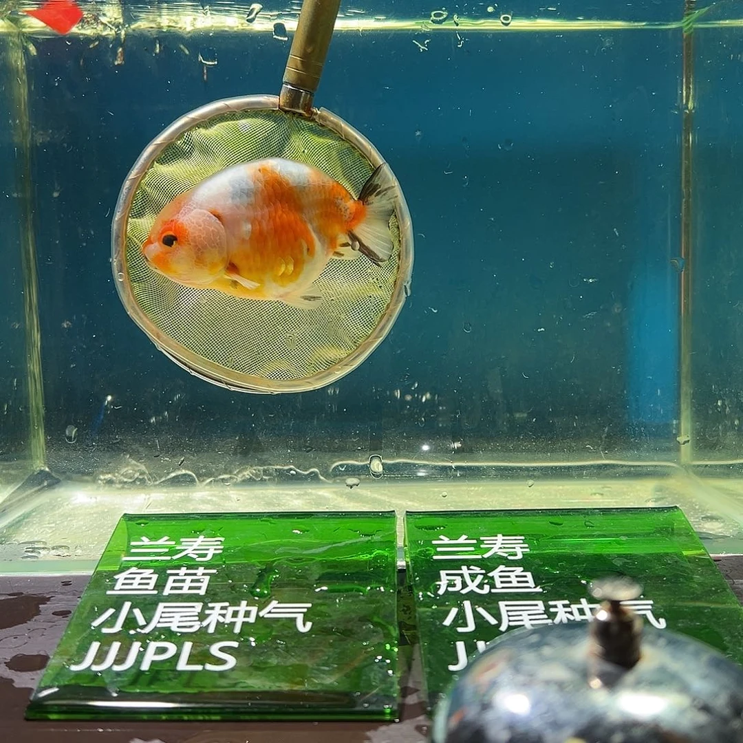 n***e金鱼拉金鱼活体链接