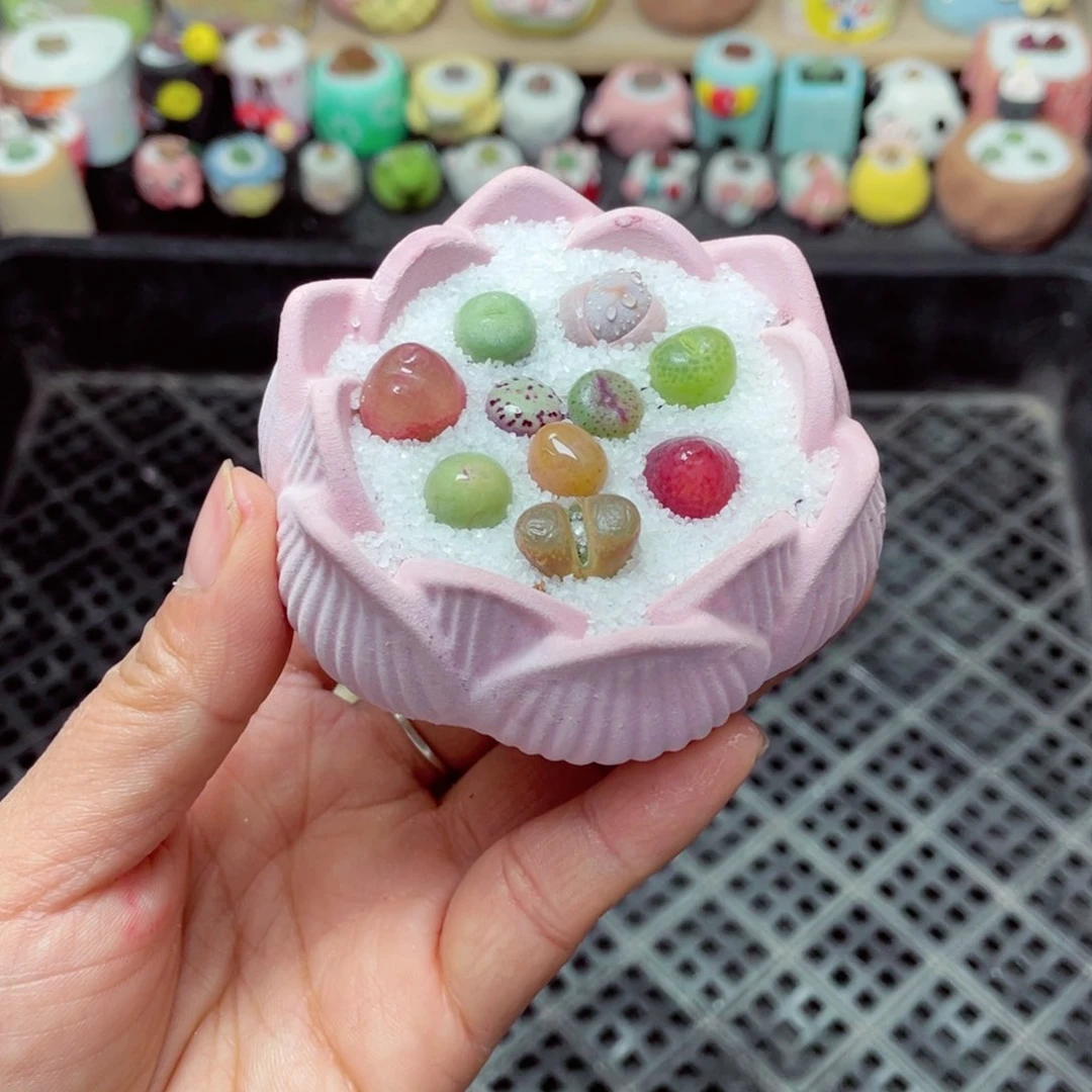 w5655 带盆土发货 -零下地区拍保温箱