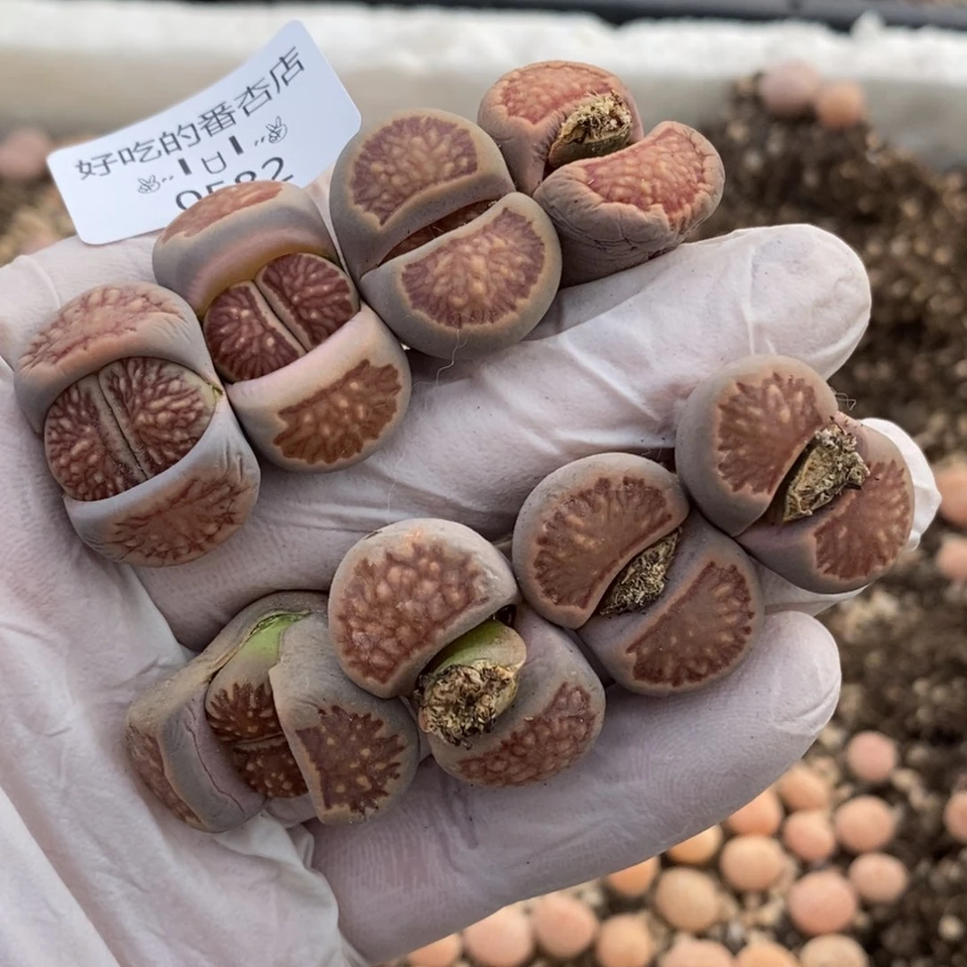 0582。零下拍保温。