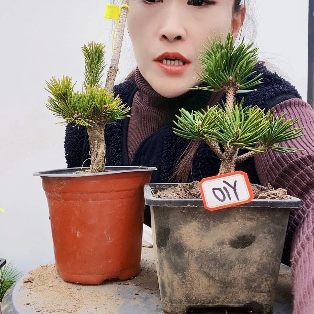 植物形态多年生草本