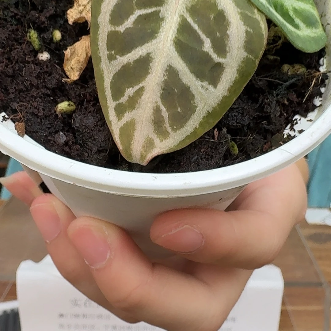 完全开放B62粉柠檬红杂红水晶