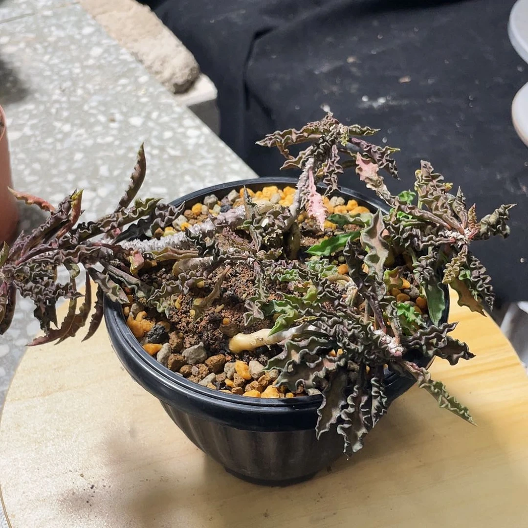 皱叶麒麟老庄66666666