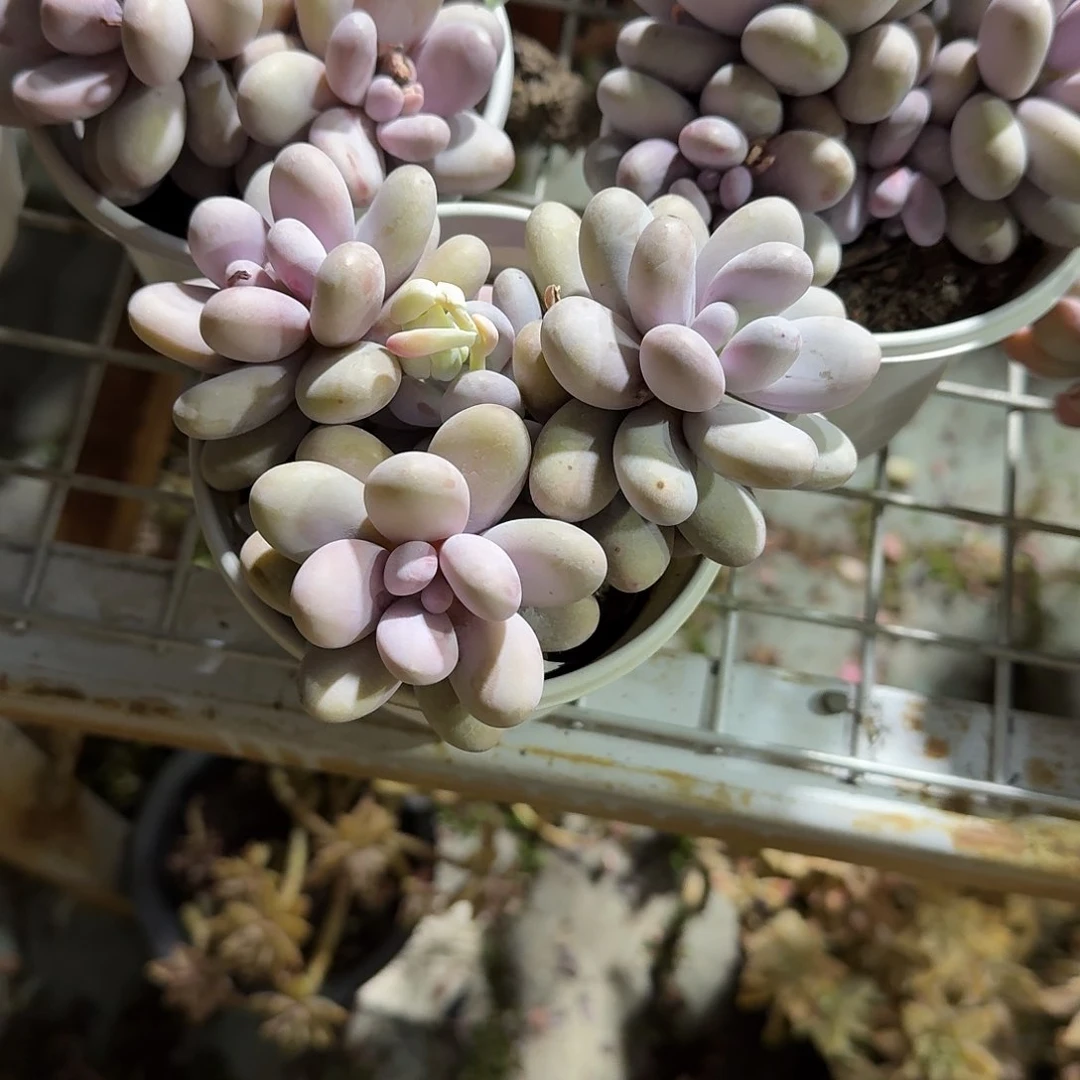 奶酪整群多肉植物