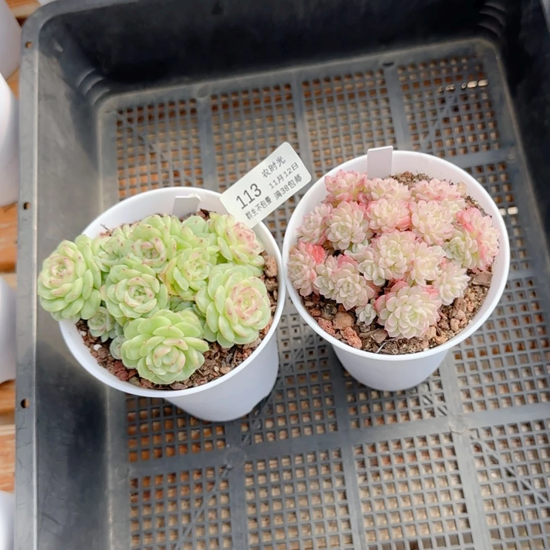 小***～1112-113（两颗专拍）