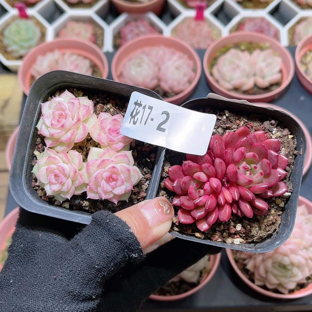 花17-02白天鹅➕红宝石