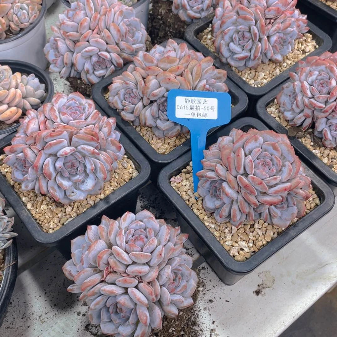 0615-50-手捧糖心石榴籽群一颗量拍