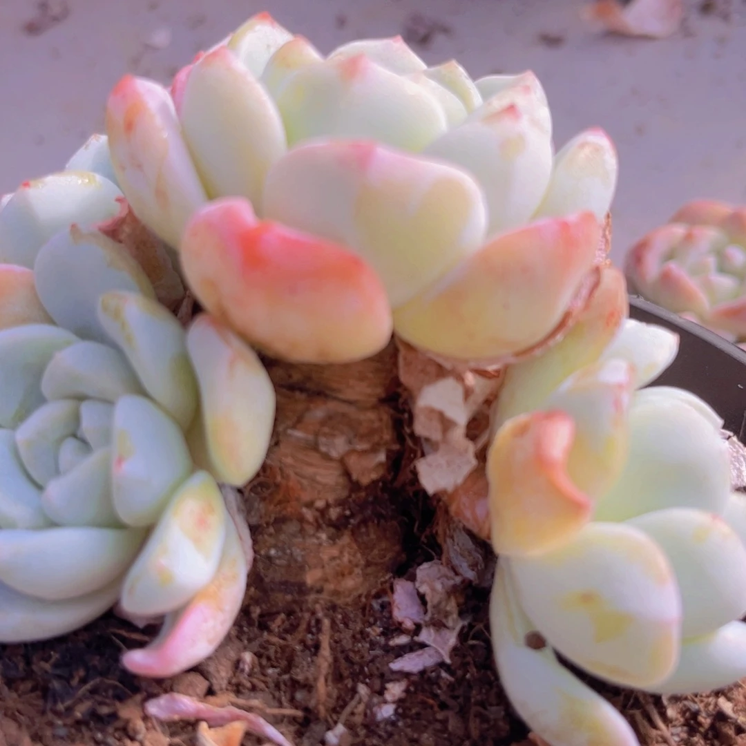 冰玉1955多肉植物