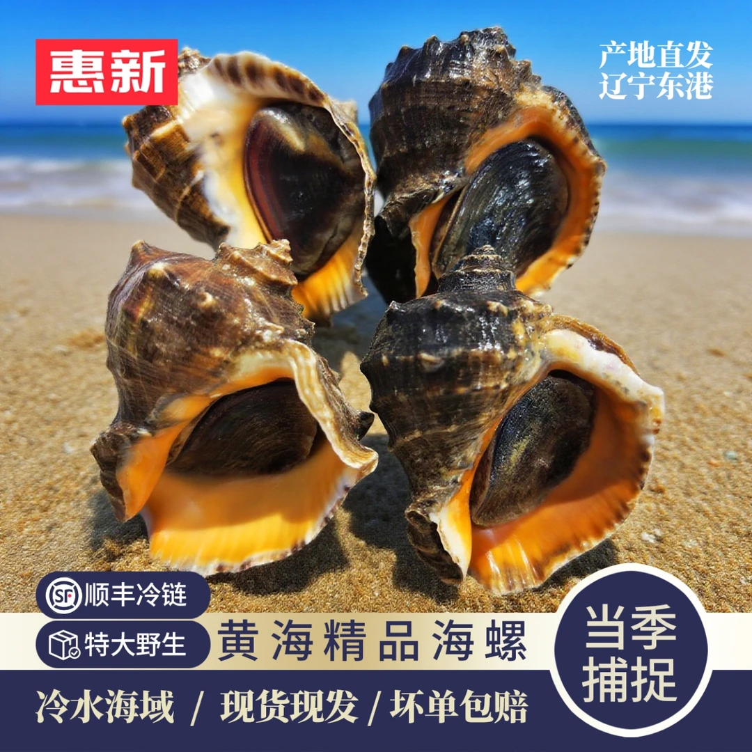 东港本地海螺一斤5个左右净重4斤，紫色粘液为正常现象介意勿拍