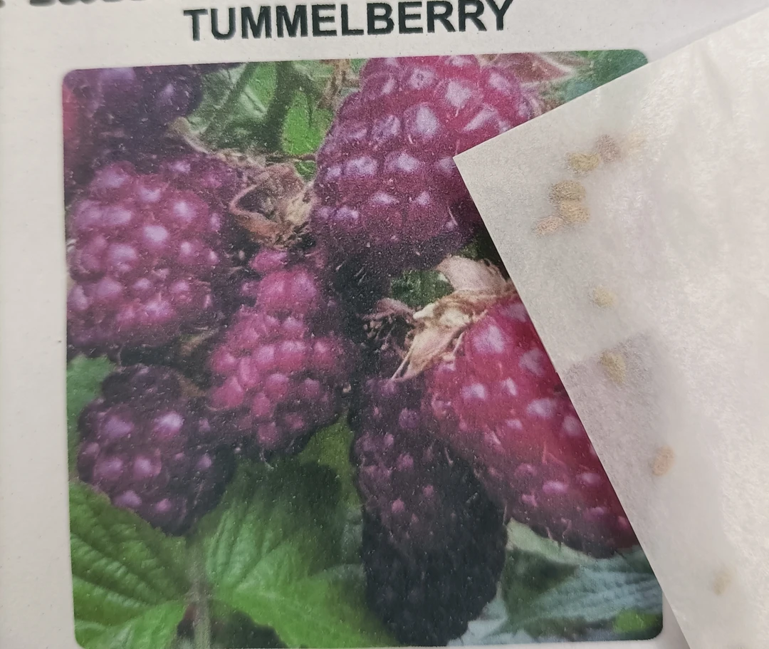 【稀有品种】塔梅尔莓树莓覆盆子种子tummelberry