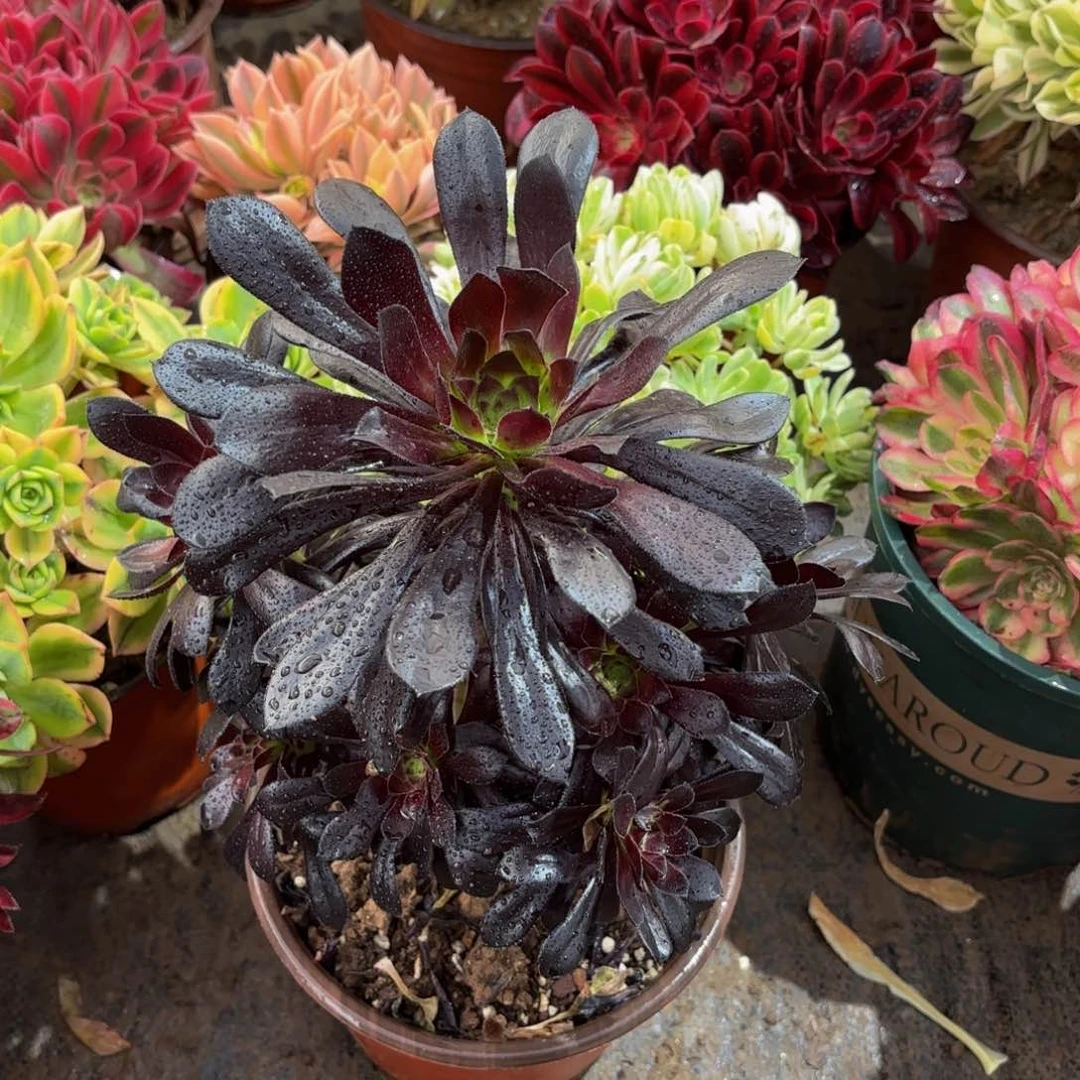 墨法9.9从林多头木质