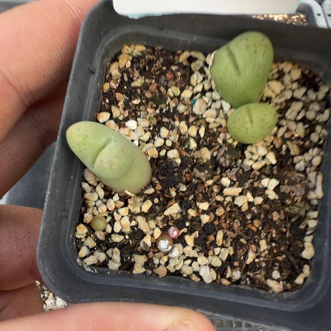 16-71鲁提辖多肉植物