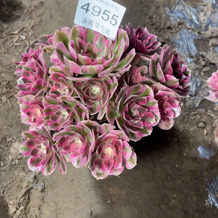 4599女巫的人多肉的