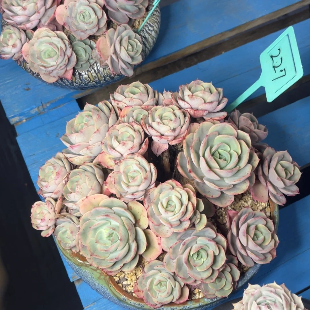 小雨多肉群生蓝色苍鹭