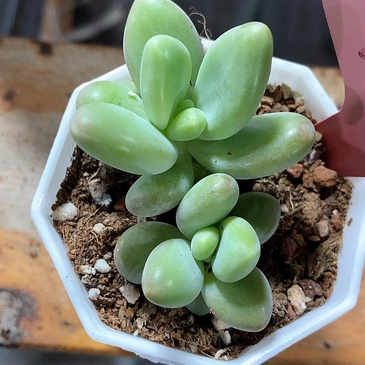 多肉植物芒果奶7299