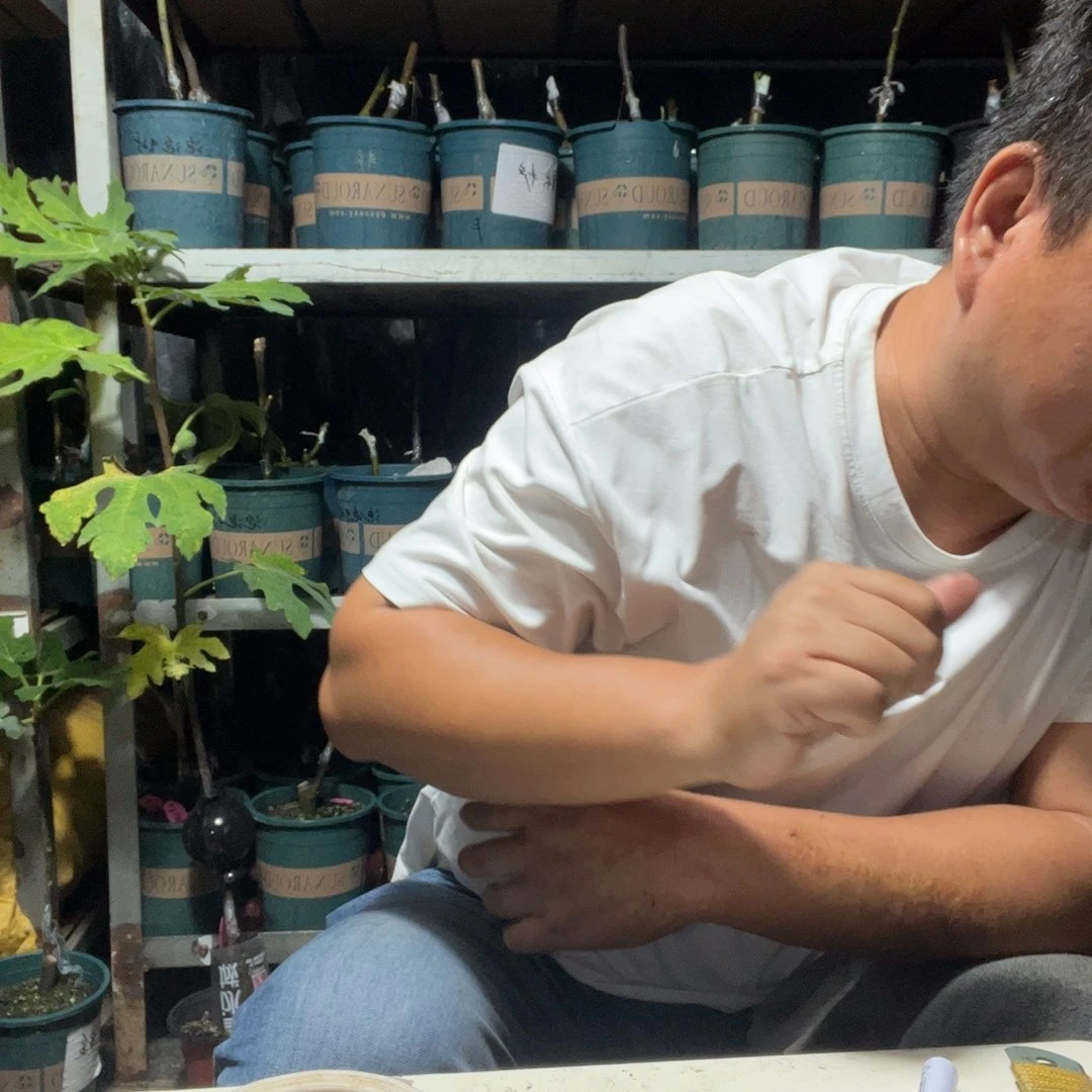 *****直播间福袋黑帝王白头苗