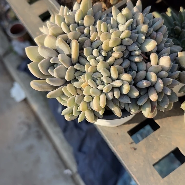 活***老青蛙王子儿童牙膏套装11