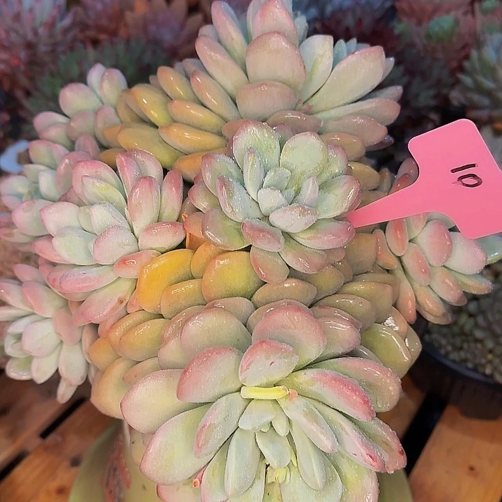 前**事他哈怕他他爸爸