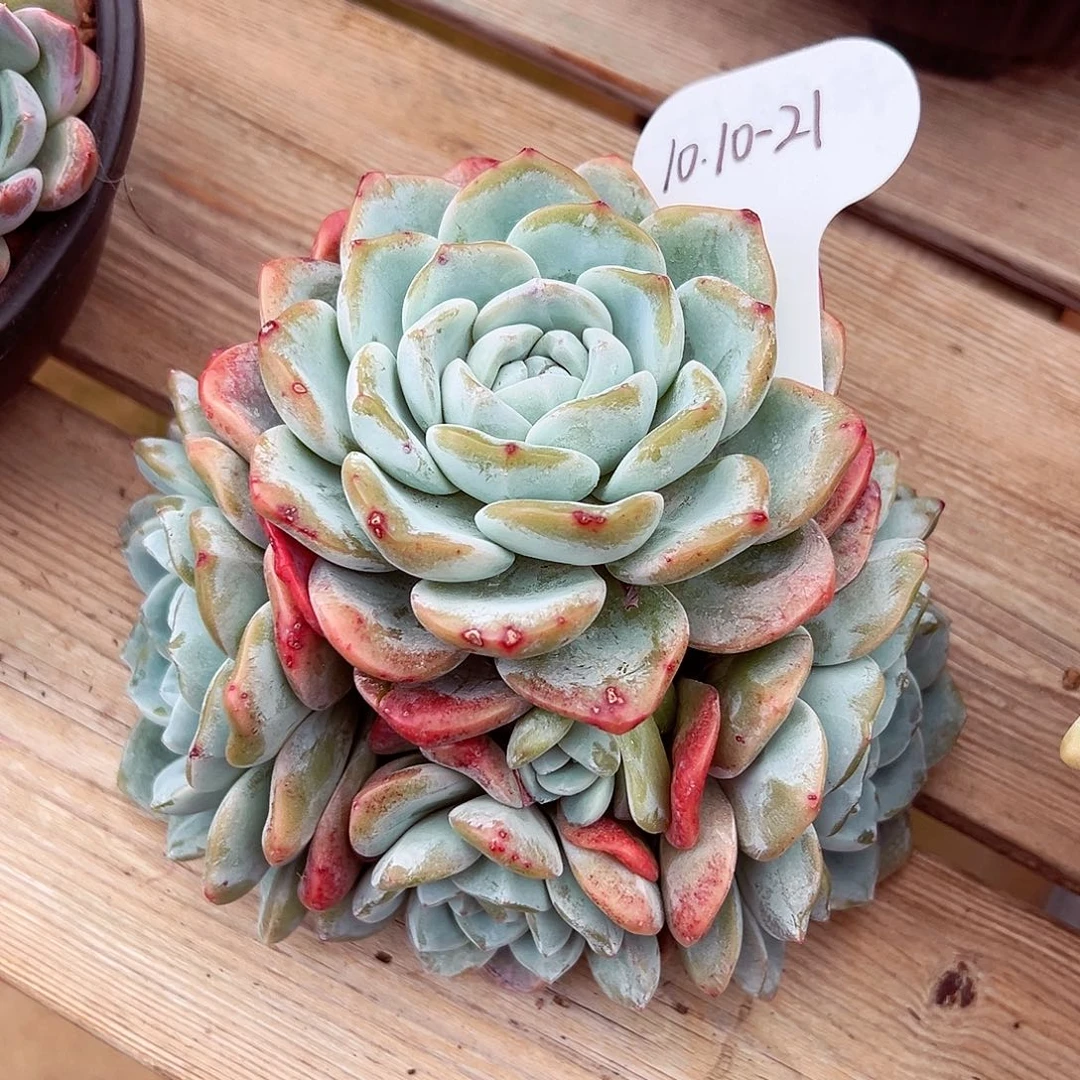 1010-21冰玉手捧老桩