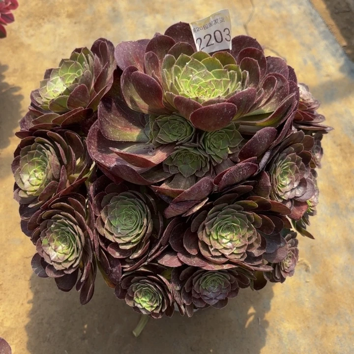 花月夜多肉处理不包断头2203