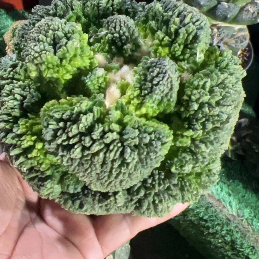 哥斯拉怒涛牡丹仙人球696