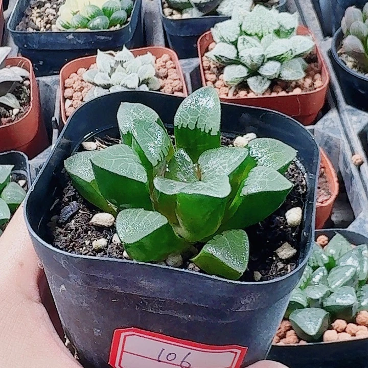 无花朵十二卷 实生寿福利