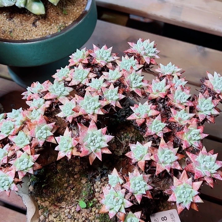 5538白姆锐及纳仙女杯多肉