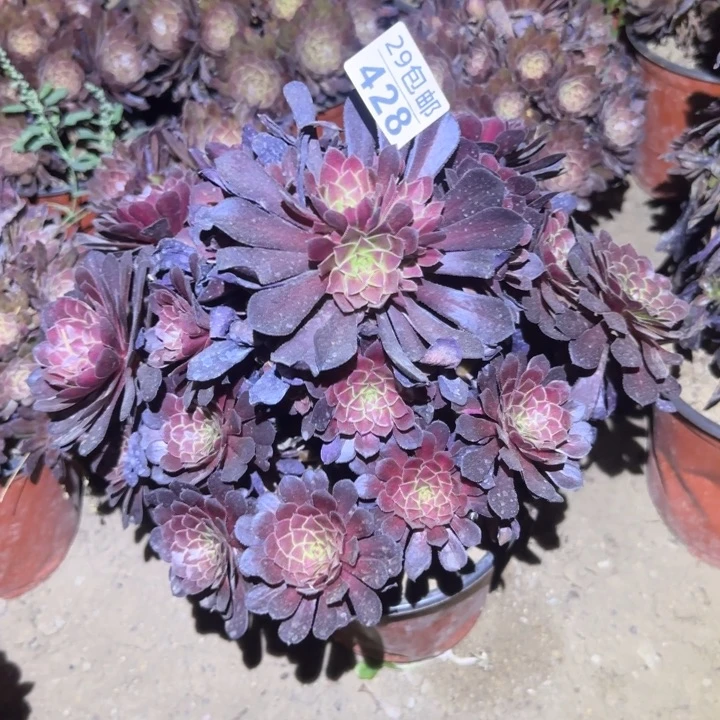 黑铜鼓中班……不包断枝……