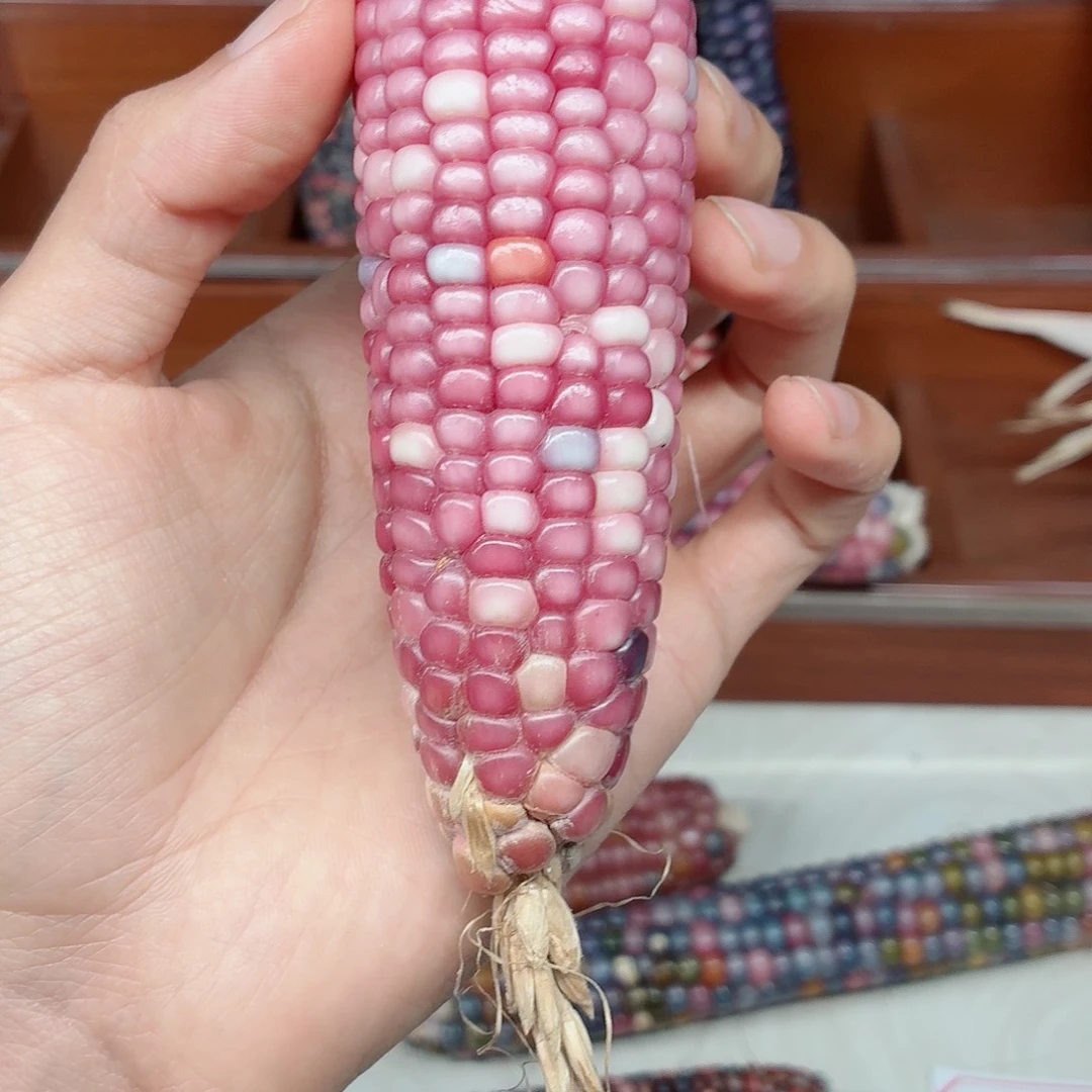 M***@吊坠白玉菩提文玩玉米毛料精品