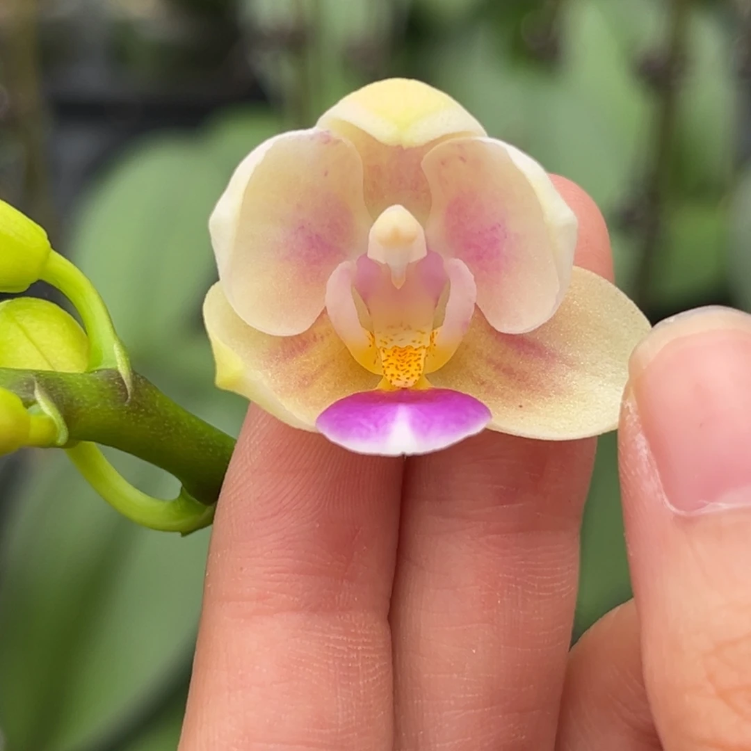 大部分花苞少量开放2.5寸雪花交eq开花株