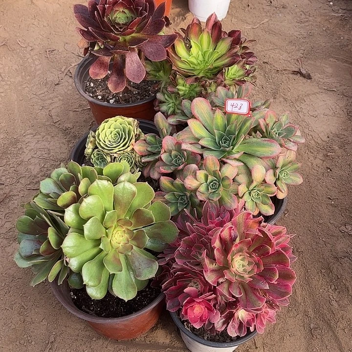 428多肉植物组合，