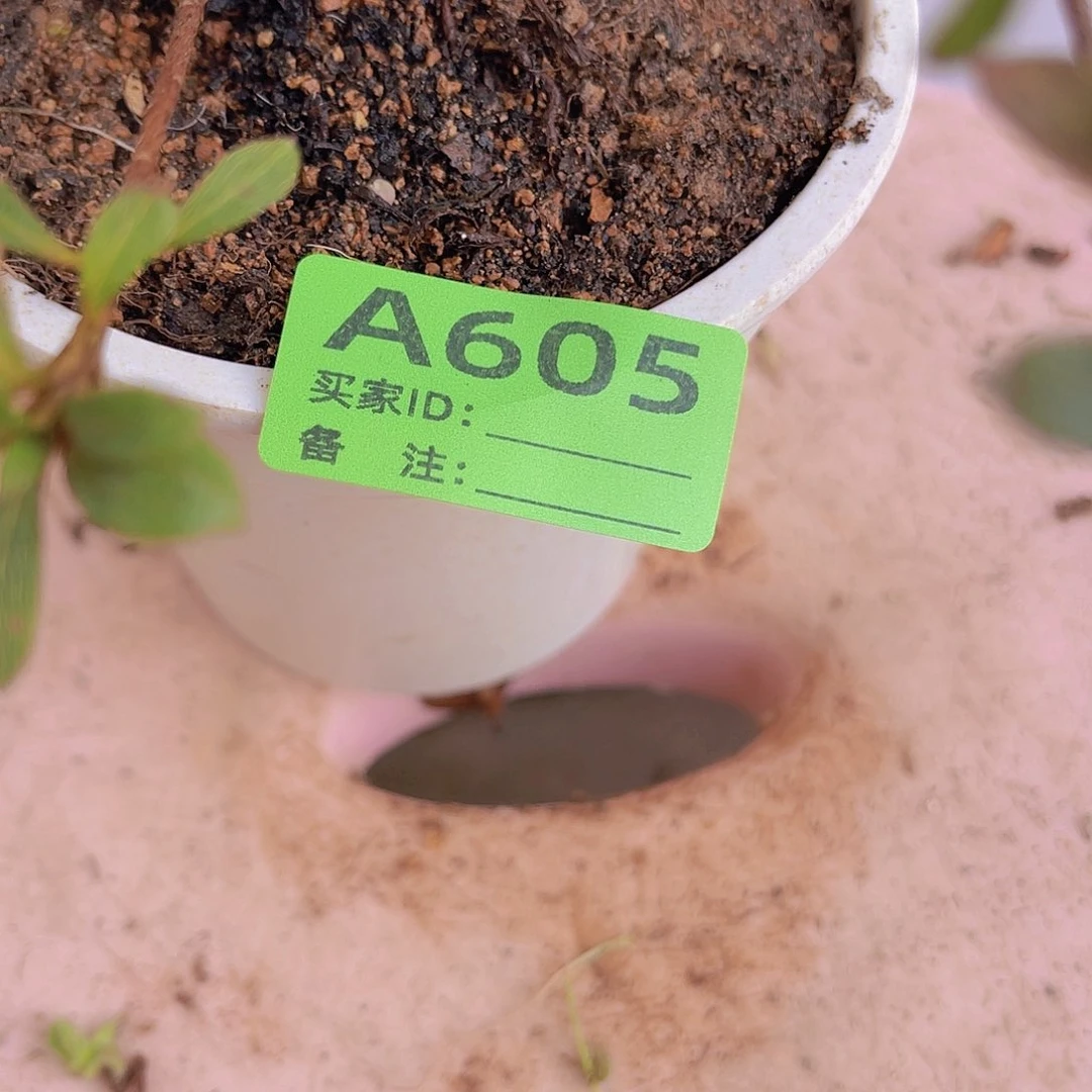 红陶直播时间一直一直