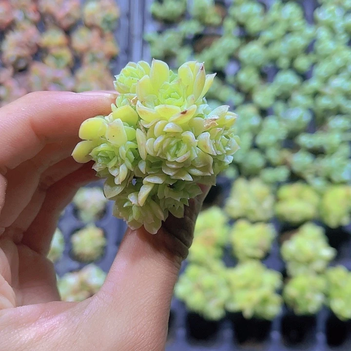 精品爱杜丽尔多肉植物