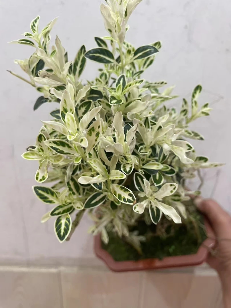 提根金边六月雪盆栽